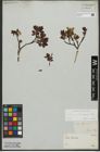 Foto von Salix waldsteiniana Willd.